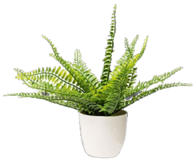 plant